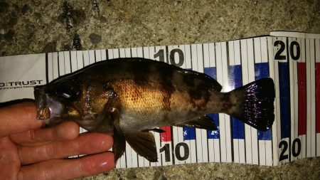 低潮位での釣行